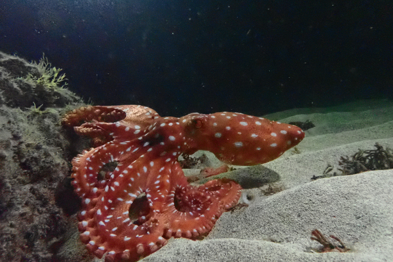 Porto Santo: privé nacht snorkeltochtGedeelde nacht snorkeltocht