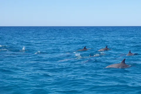 Noosa Heads: Ocean Adventure & Dolphin Safari