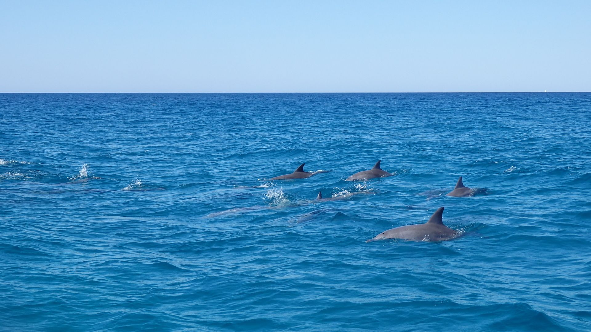 Noosa: Ozean-Abenteuer mit Delfinbeobachtung