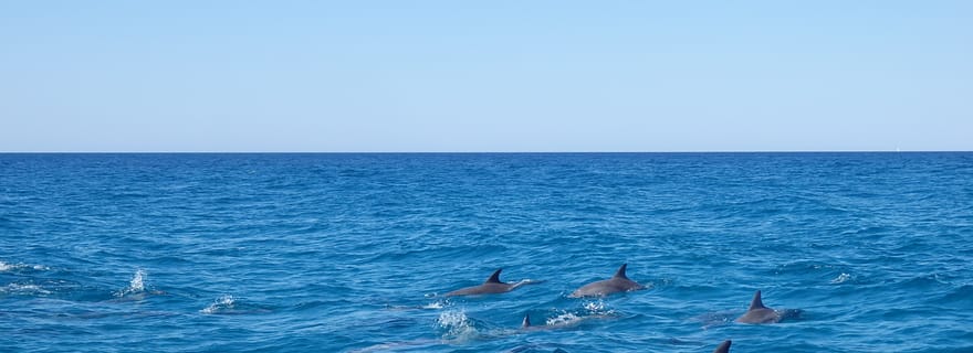 Noosa : aventure océanique et observation des dauphins
