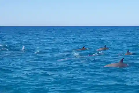 Noosa Heads: Ocean Adventure & Dolphin Safari