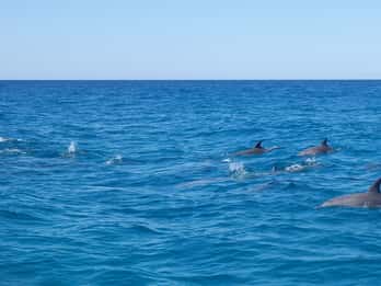 Noosa Heads: Ocean Adventure & Dolphin Safari