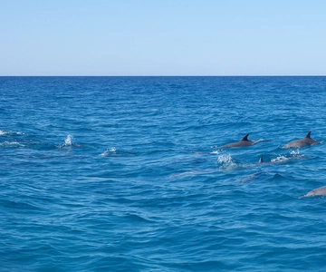Noosa Heads : Ocean Adventure & Dolphin Safari
