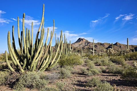 From Metro Phoenix:Apache Trail Tour with Canyon Lake Cruise From Phoenix: Apache Trail Tour with Canyon Lake Cruise
