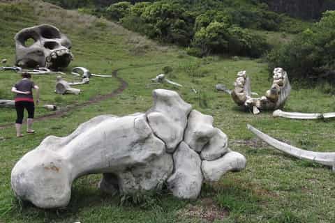 oahu tour del film dei giardini e della giungla del ranch di kualoa con pranzo