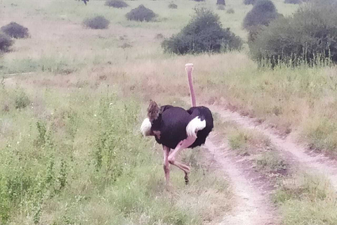 Nairobi-Nationalpark: Safari-TourPrivate halbtägige Safari-Tour im Jeep mit offenen Seiten