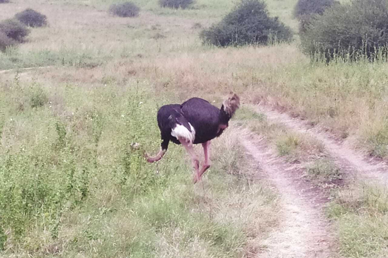 Nairobi: 3-tägige Maasai Mara SafariTour mit Camping