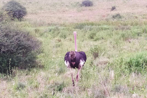 Nairobi: safari di 3 giorni nel Maasai MaraTour con campeggio