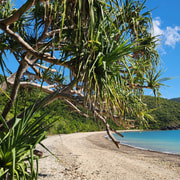 Airlie Beach Rainforest to Reef Bushwalking Adventure