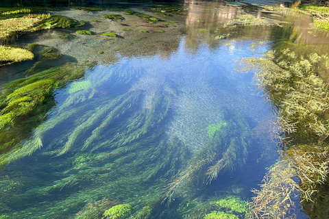 EXCLUSIVE Blue Spring experience half day tour from Auckland