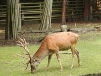 USETOM, voyage à 1 jour à Wolin Park, Miedzyzdroje, Swinoujscie - Housity
