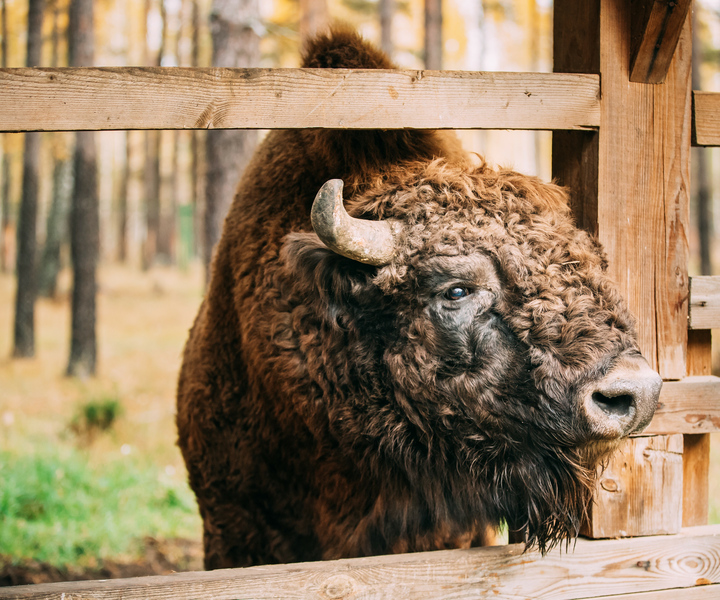 Usedom: Day Trip to Wolin National Park - Private Transport
