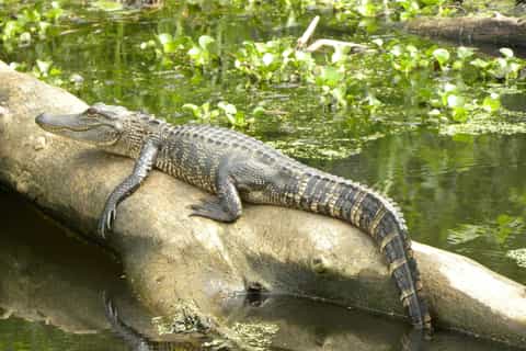 Louisiana Bayous 2-Hour Swamp Tour