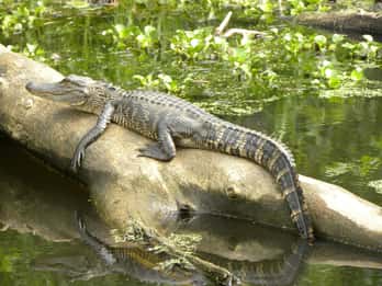 Bayous von Louisiana: 2-stündige Tour in den Sümpfen Bayous von Louisiana: 2-stündige Tour in den Sümpfen