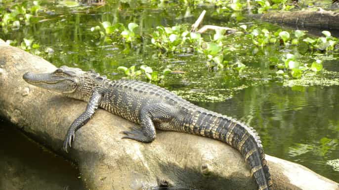 louisiana bayous 2hour swamp tour