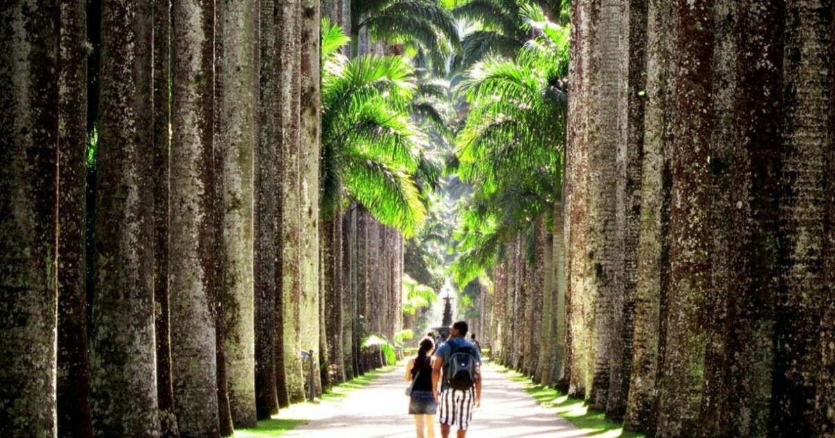 Rio de Janeiro: Botanical Garden Guided Tour | GetYourGuide