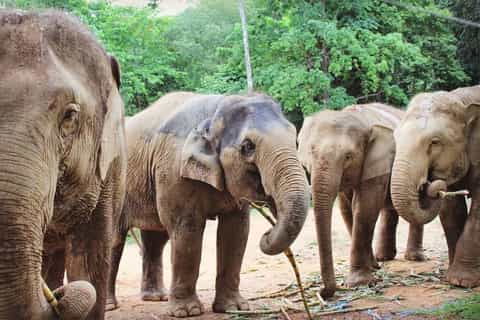 Phuket and Khao Lak: Ethical Elephant Park Tour