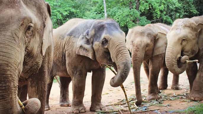 phuket e khao lak ethical elephant park tour