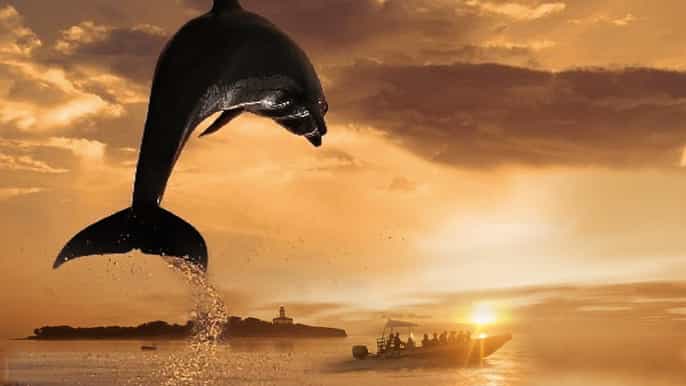 alcudia 3hour coast dolphins small group cruise