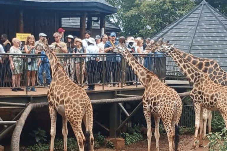 Scopri il lato selvaggio di Nairobi in un tour di un giorno intero