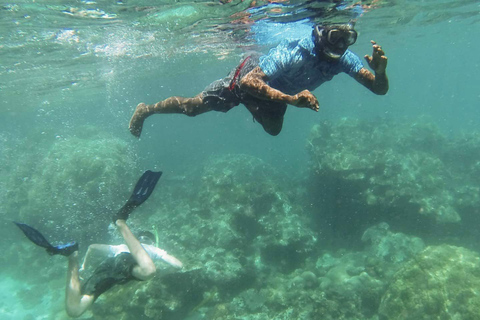 Tour dei delfini con picnic sull&#039;isola