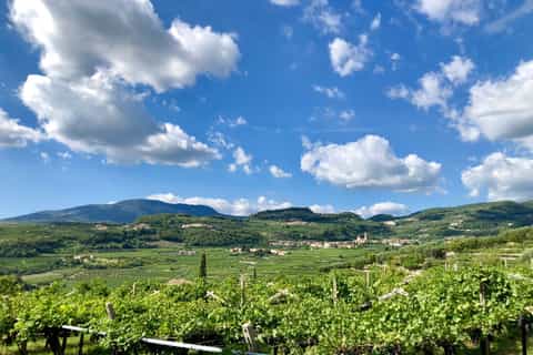 2hour amarone wine tasting in valpolicella classico