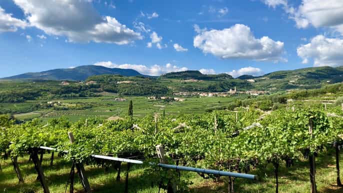 2hour amarone wine tasting in valpolicella classico