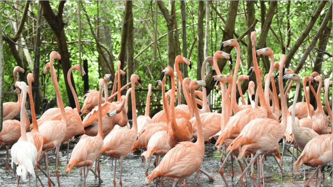 cartagena national aviary roundtrip transfer