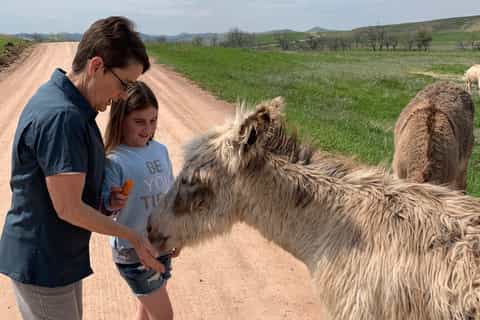From Rapid City: Custer State Park Private Safari and Hiking
