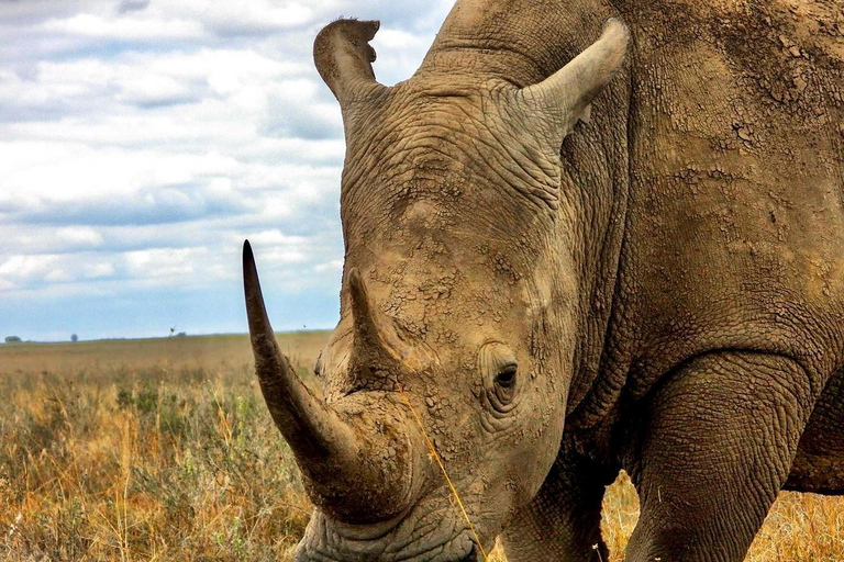 Nairobi National Park half day guided tour.