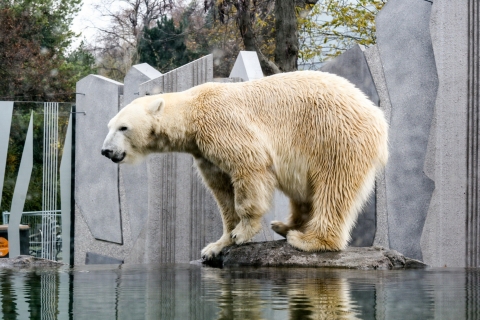 Vienna: Zoo Visit with Private Transfers & Tickets Vienna Zoo with Tickets - Roundtrip Transfer