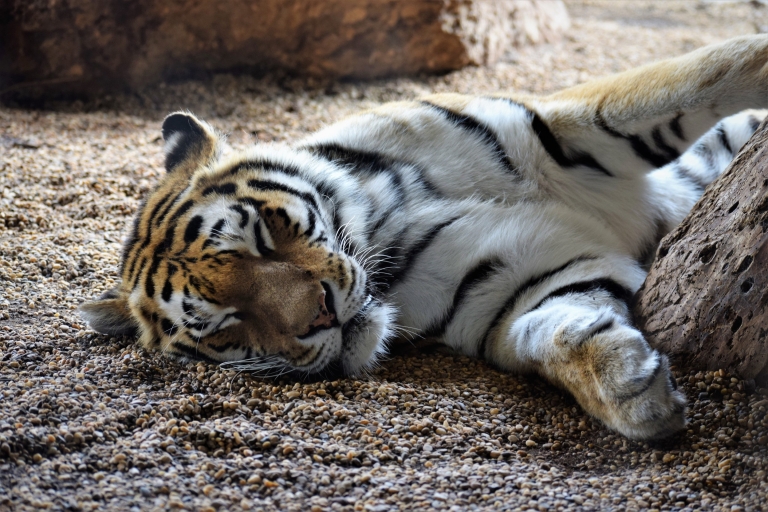 Wien: Zoo-Besuch mit privaten Transfers & TicketsWiener Zoo mit Tickets - Hin- und Rücktransfer