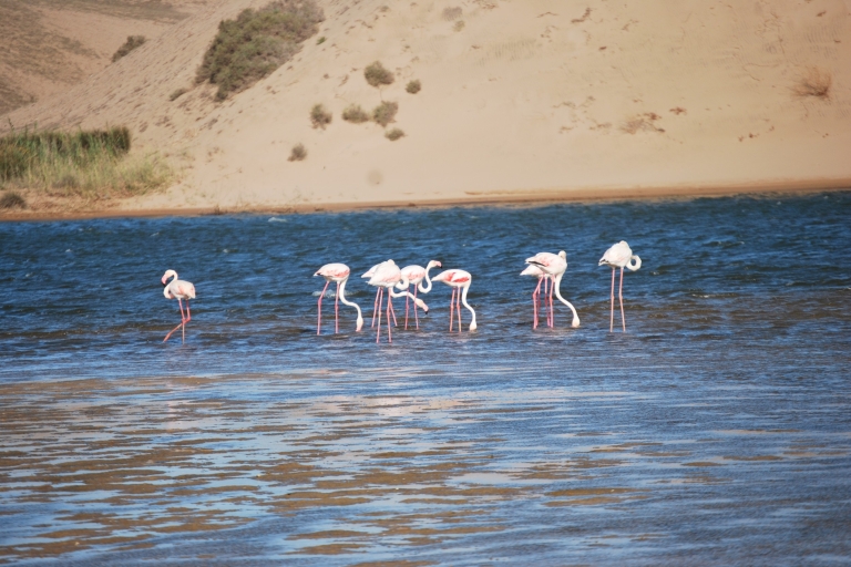Von Agadir aus: Souss-Massa-Nationalpark Vogelbeobachtungstour