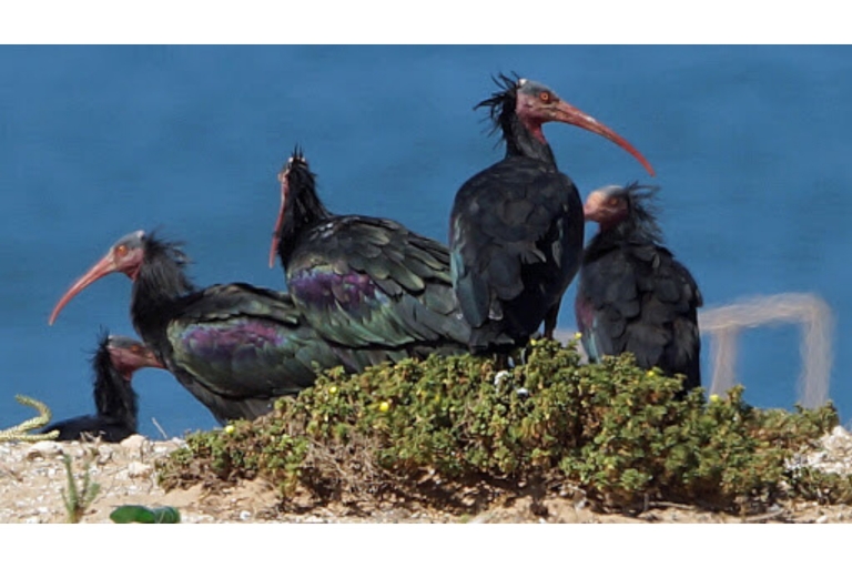 Von Agadir aus: Souss-Massa-Nationalpark Vogelbeobachtungstour