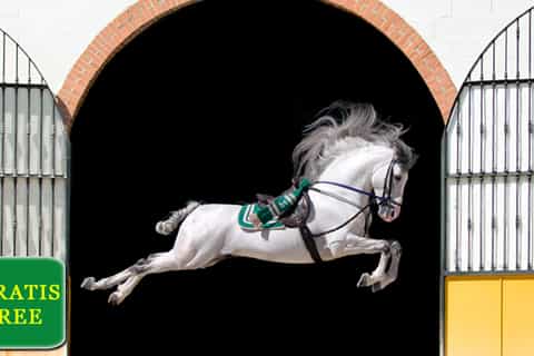 andalusian horse and flamenco show
