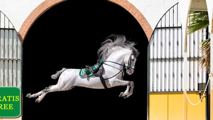 andalusian horse and flamenco show