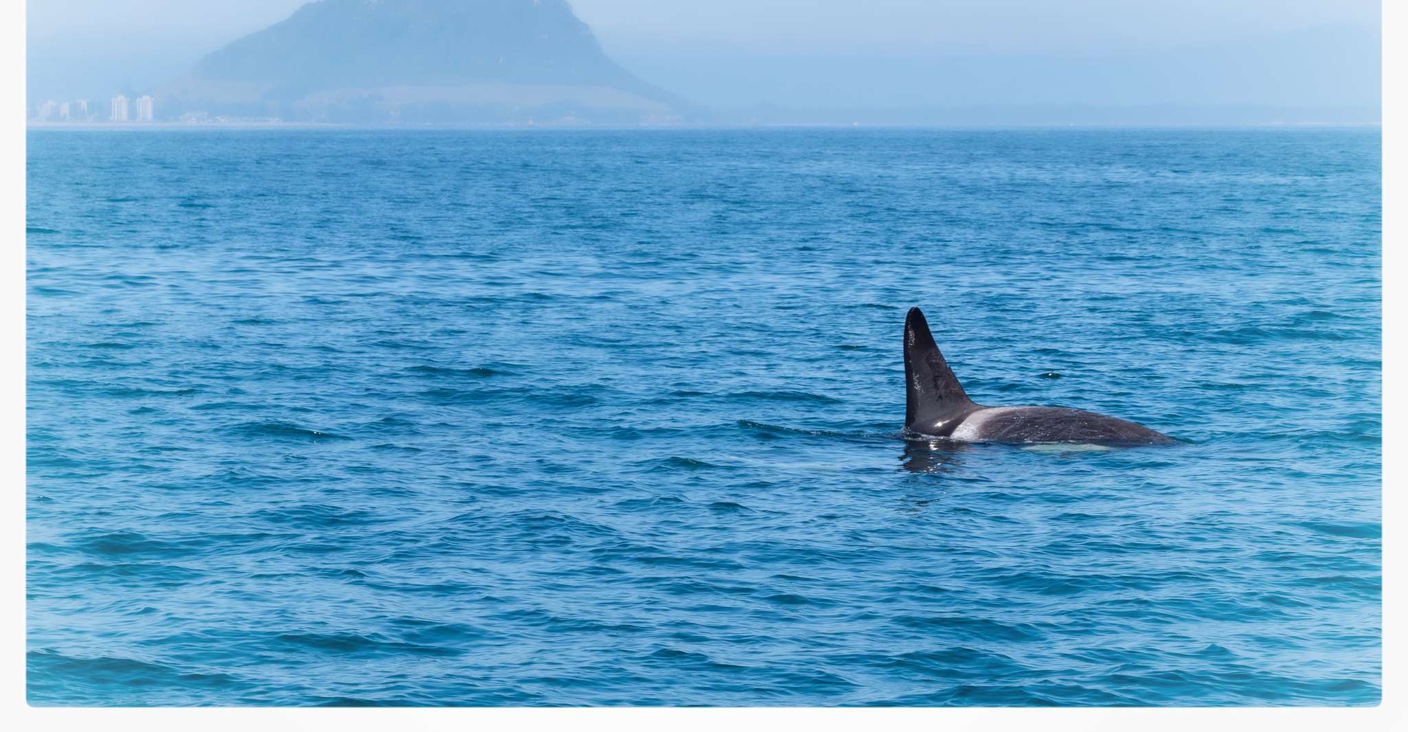 De Tauranga, une demi-journée de natation avec les dauphins - Hizvo