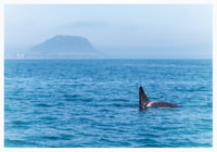 De Tauranga, une demi-journée de natation avec les dauphins - Hizvo