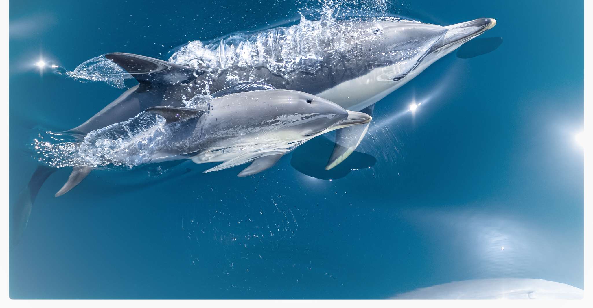 De Tauranga, une demi-journée de natation avec les dauphins - Hizvo