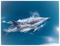 De Tauranga, une demi-journée de natation avec les dauphins - Hizvo