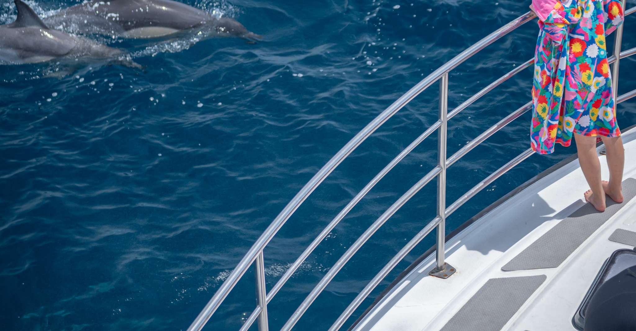 De Tauranga, une demi-journée de natation avec les dauphins - Hizvo