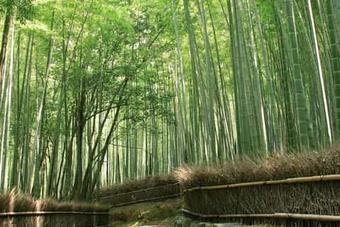 Sagano Bamboo Forest, - Book Tickets & Tours | GetYourGuide.com