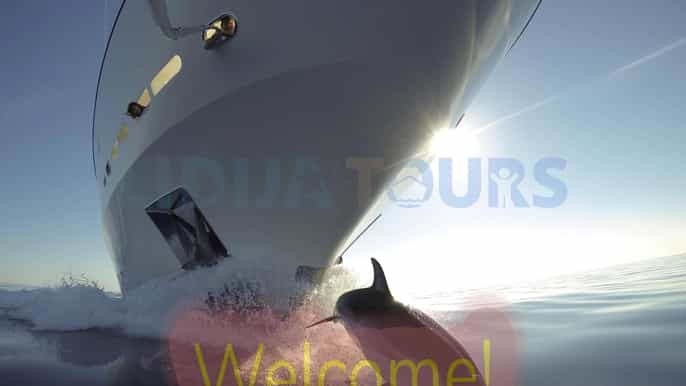 vrsar 2hour sunset dolphin watching cruise