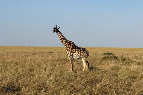 Diani/Mombasa: 2 Days to Tsavo East & Tsavo West with meals