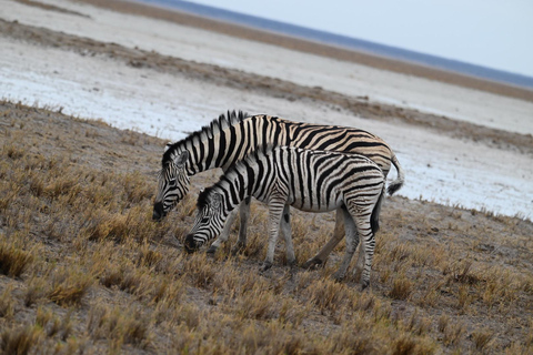 Windhoek: 3-Day Guided Safari in Etosha with Lodge