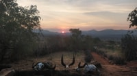 8day Jinja, Sipi Falls, Kidepo Valley NP, Murchsion Safari - Housity