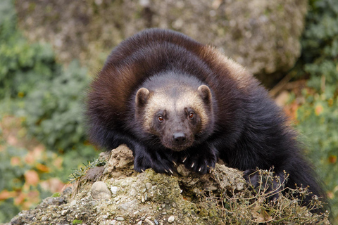 Rovaniemi: Ranua Zoo Tickets & Transportation. 4 people Rovaniemi: Ranua Zoo Tickets and Transportation. PETS