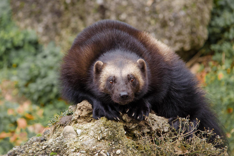 Rovaniemi: Ranua Zoo Tickets & Transportation. 4 people Rovaniemi: Ranua Zoo Tickets and Transportation. PETS