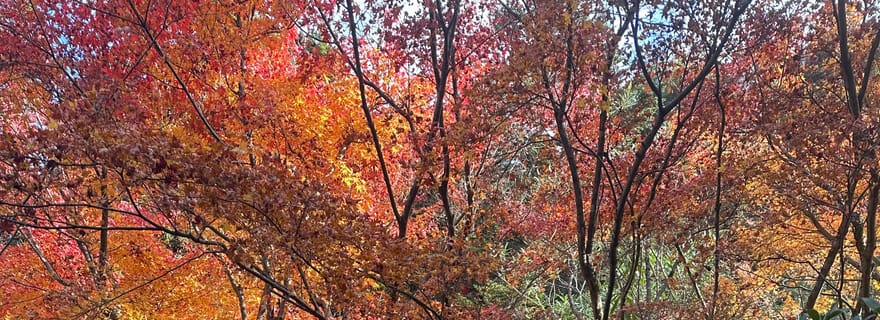 Visite privée de Hiroshima et de l'île de Miyajima : histoire et culture