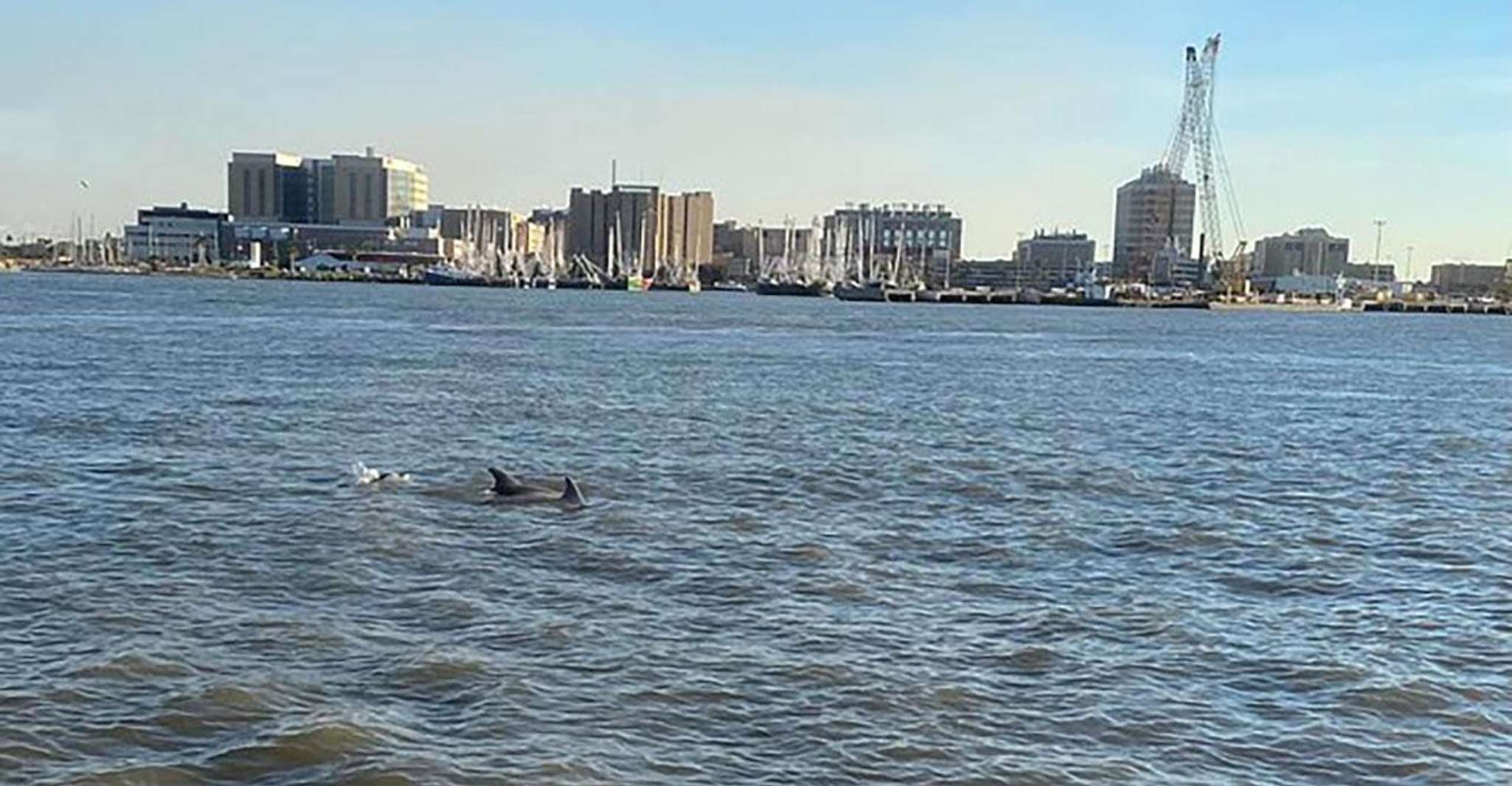 Galveston, Dolphin-Watching Cruise with Guaranteed Sightings - Housity